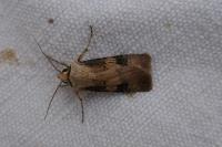 Agrotis puta