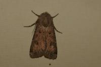 Agrotis segetum
