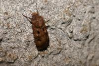 Agrotis trux
