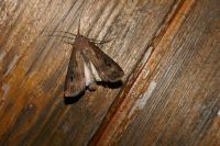 Agrotis ipsilon