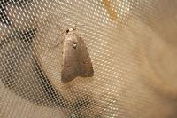 Caradrina flavirena
