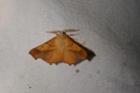 Ennomos fuscantaria