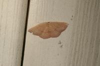 Cyclophora puppillaria