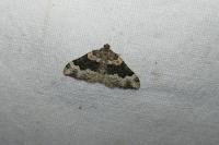 Epirrhoe galiata