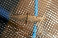 Eupithecia innotata