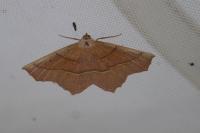 Gerinia honoraria