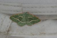 Hylaea fasciaria