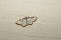 Idaea rusticata