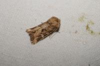 Luperina dumerilii