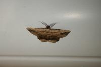 Menophra abruptaria