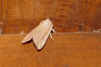 Mythimna riparia