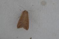 Mythimna unipuncta