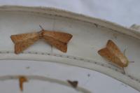 Mythimna vitellina