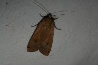 Noctua pronuba
