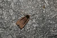 Ochropleura leucogaster