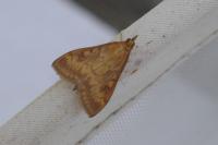 Ostrinia nubilalis