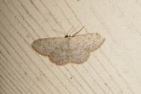 Scopula marginepunctata