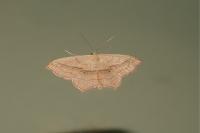 Scopula imitaria