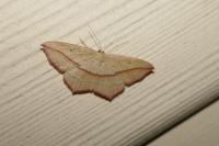 Timandra comae