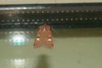 Xestia xanthographa