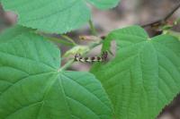 Erannis defoliaria