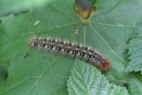 Lasiocampa quercus quercus