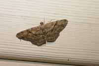 Peribatodes rhomboidaria rhomboidaria