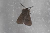 Diaphora mendica