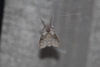Calliteara pudibunda