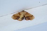 Plagodis dolabraria