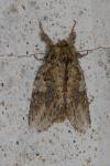 Peridea anceps