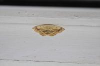 Cyclophora annularia