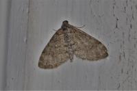 Lobophora halterata