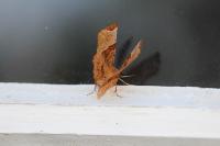 Selenia lunularia