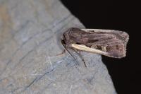 Euxoa hastifera