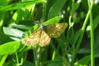 Ematurga atomaria
