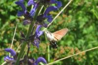 Macroglossum stellatarum