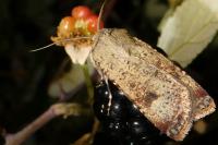 Agrotis trux