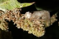 Stilbia faillae