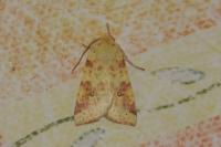 Cirrhia icteritia