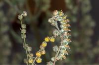 Cucullia cineracea