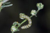 Cucullia tanaceti