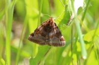 Euclidia glyphica