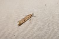 Agriphila geniculea