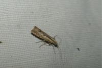 Agriphila geniculea