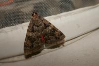 Catocala coniuncta