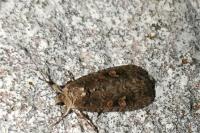 Spodoptera exigua