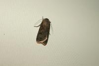 Agrotis segetum
