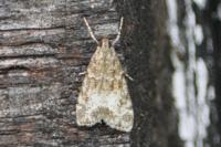 Eudonia mercurella