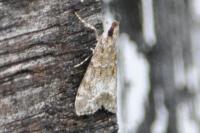 Eudonia mercurella